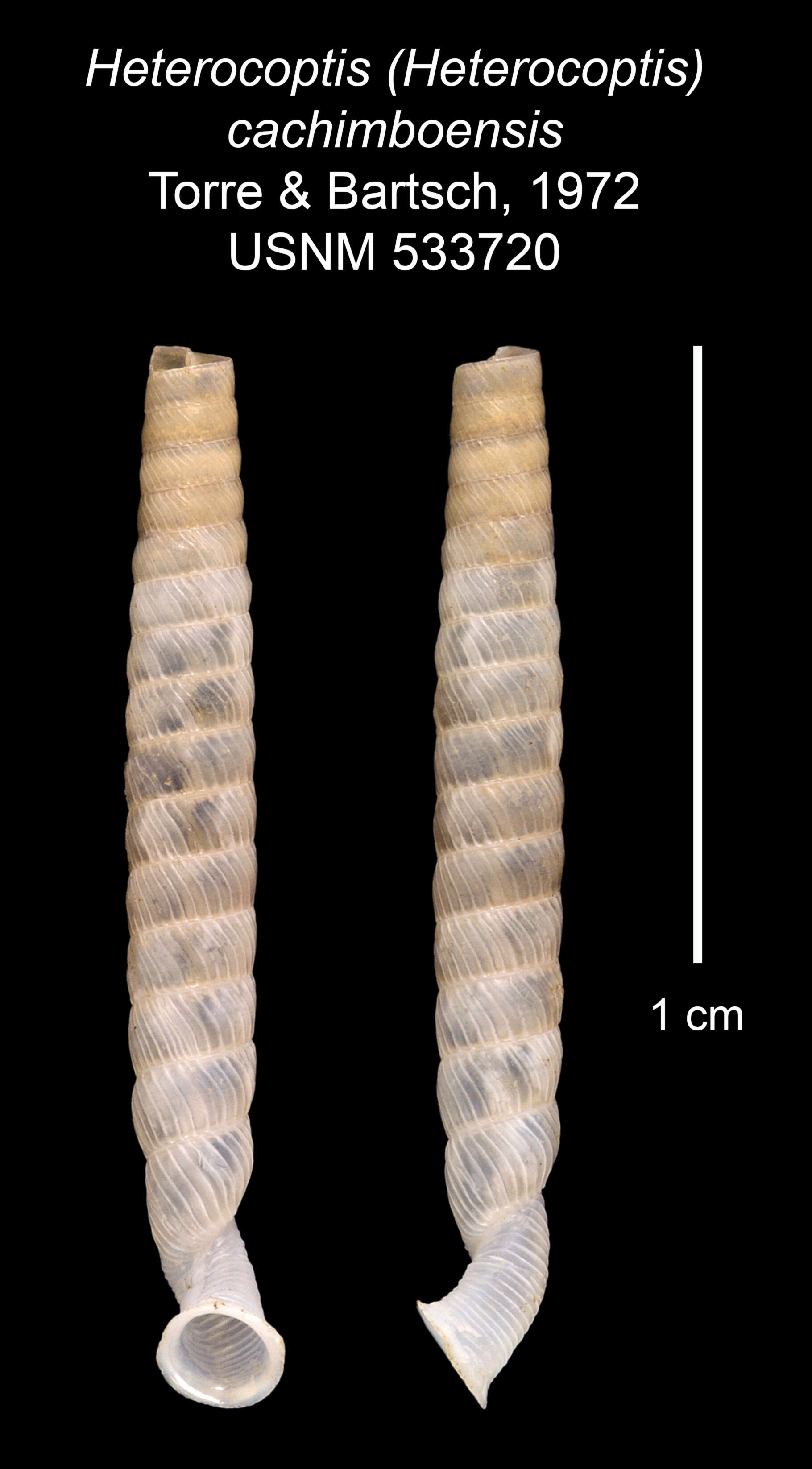 Imagem de Heterocoptis cachimboensis C. de la Torre & Bartsch 1972