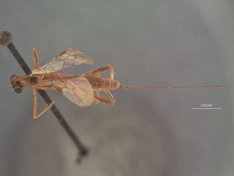 Image of Macrocentrus cerasivoranae Viereck 1912