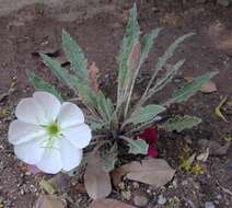 Imagem de Oenothera cespitosa subsp. marginata (Nutt. ex Hook. & Arn.) Munz