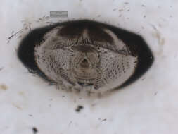 Image of Auchmeromyia bequaerti (Roubaud 1913)