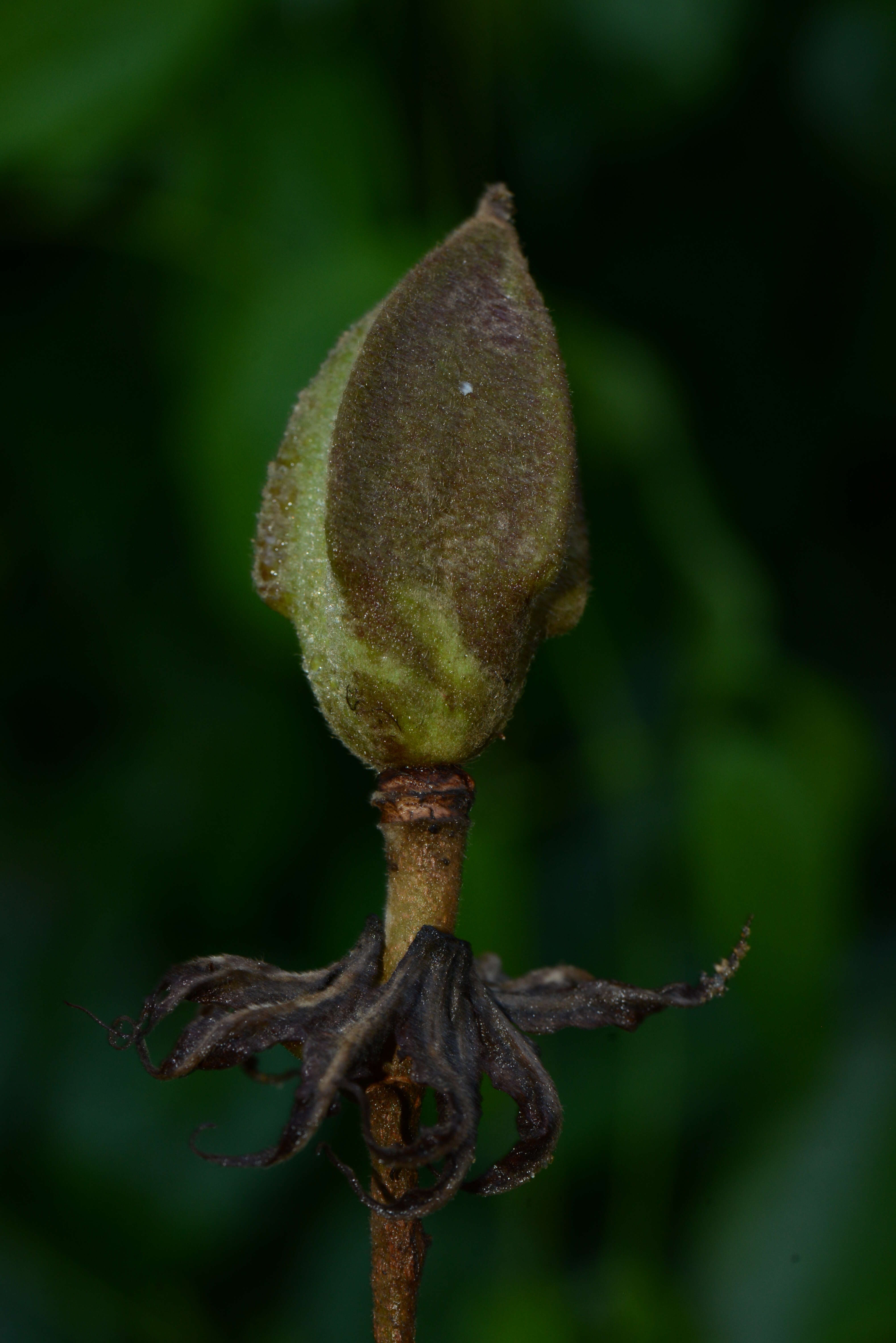 Image of Luehea candida (DC.) Mart.