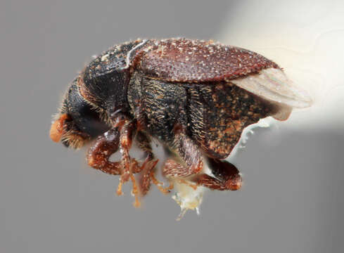 Image of Scolytus obelus Wood 1962