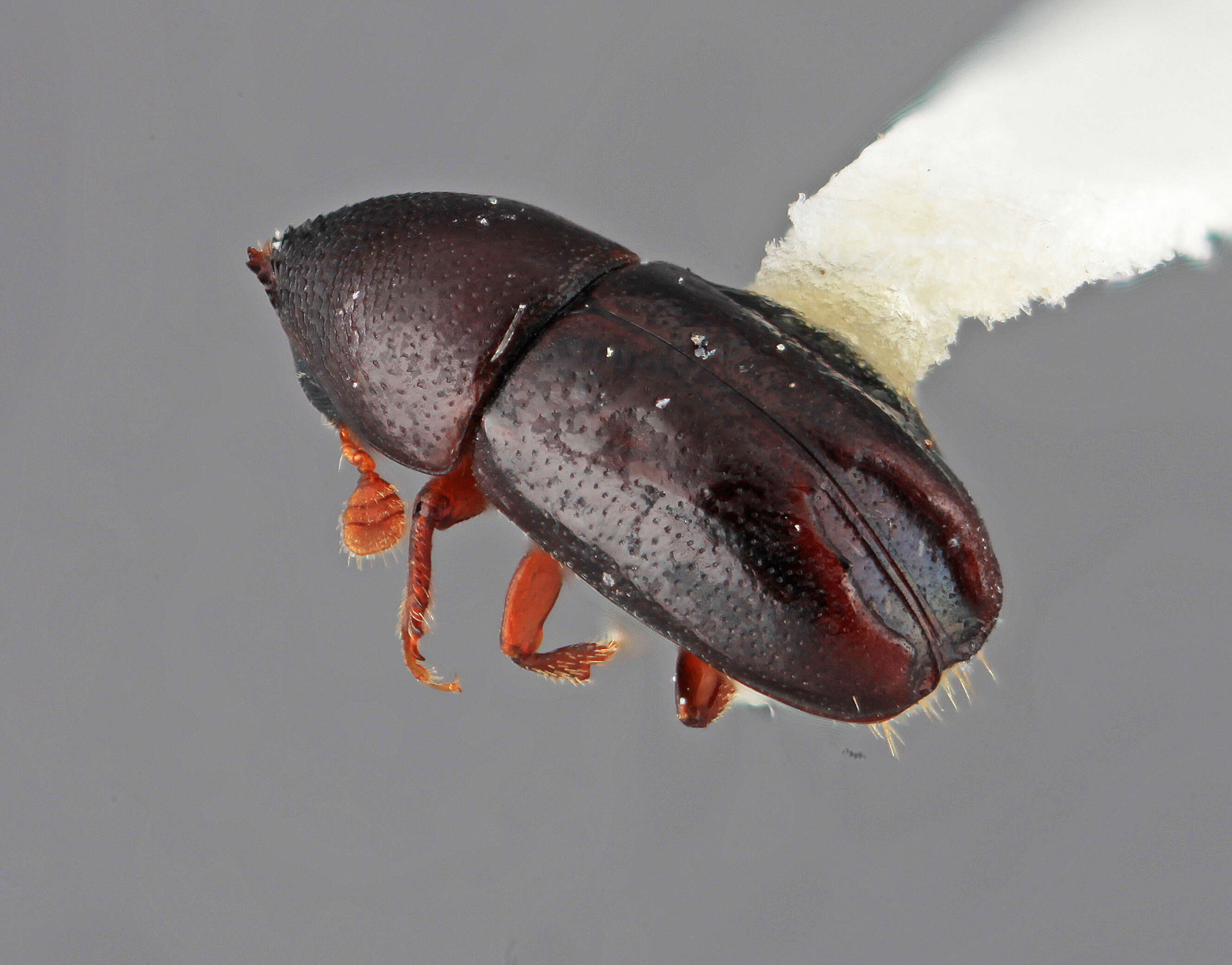 Image of Tricolus intrusus Wood 1974