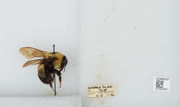 Слика од Bombus affinis Cresson 1864