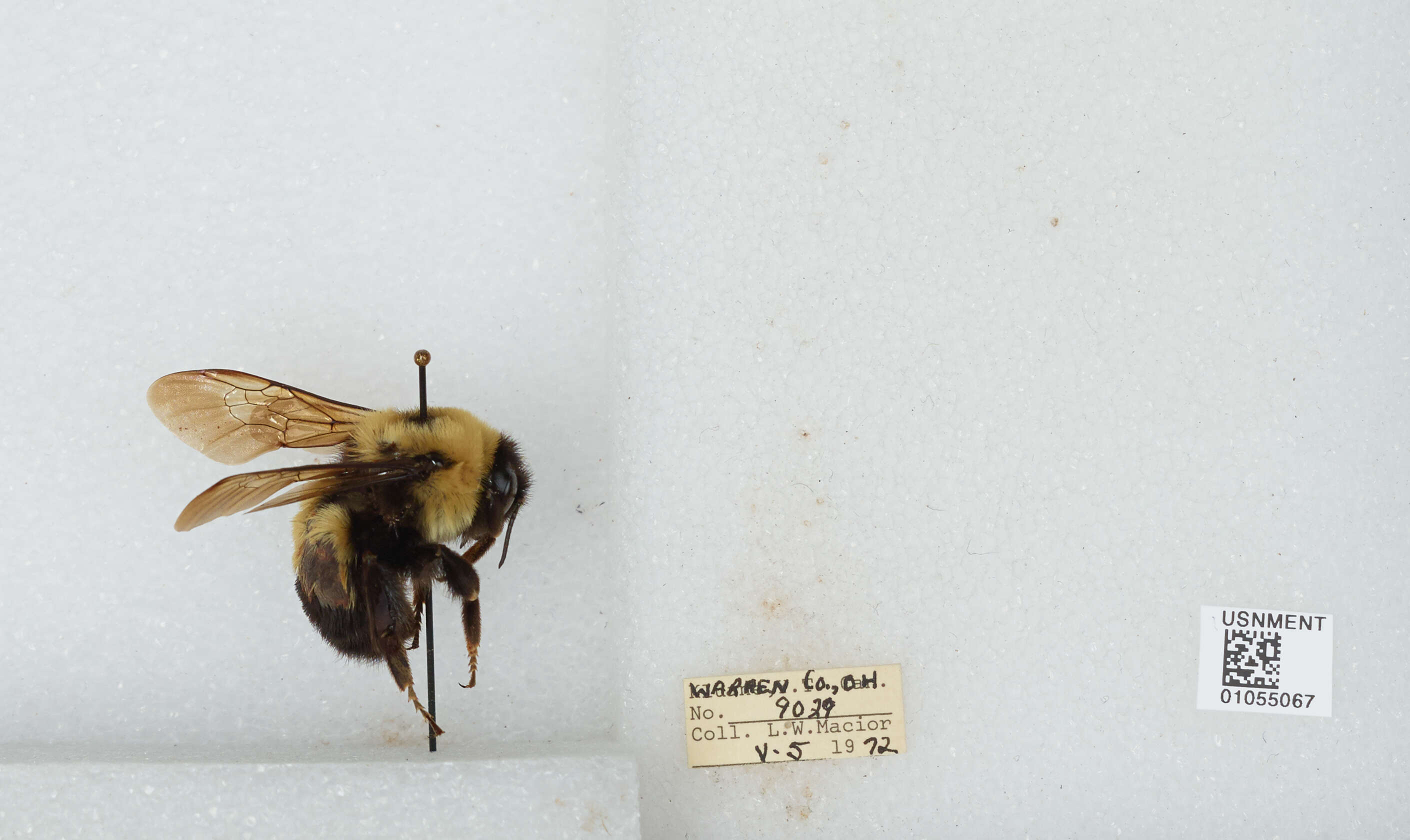 Слика од Bombus affinis Cresson 1864