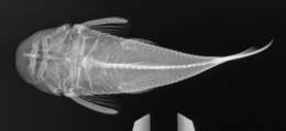 Image de Chaetostoma sovichthys Schultz 1944