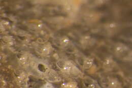 Image of Doryporellidae