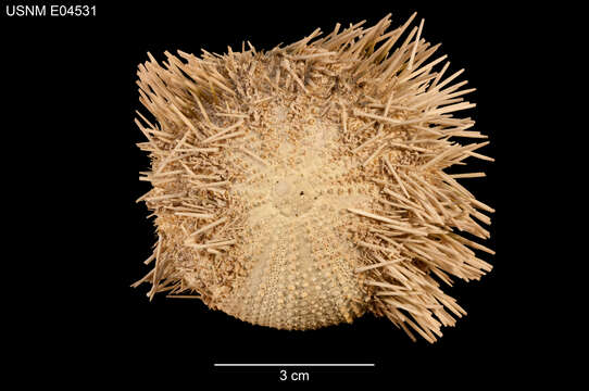 Image of Pseudoboletia occidentalis H. L. Clark 1921