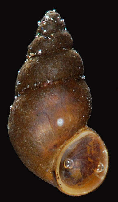 Image of Potamopyrgus antipodarum (J. E. Gray 1843)