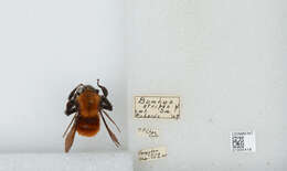 Image of Bombus atripes Smith 1852