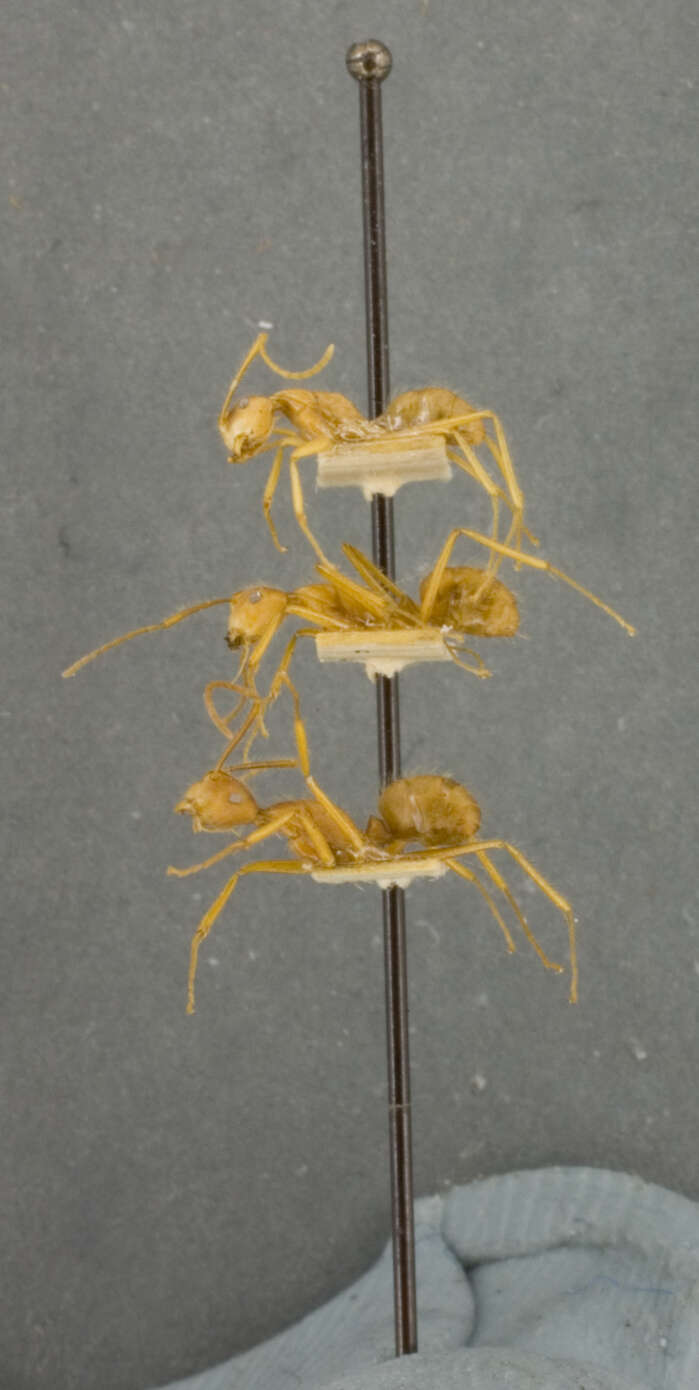 Image of Dendromyrmex chartifex felis Wheeler 1916