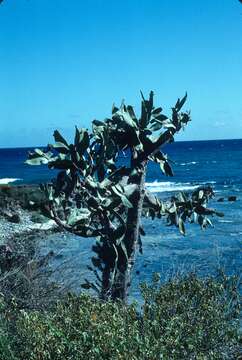 Image of Opuntia rubescens Salm-Dyck ex DC.