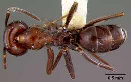 Image of Dorymyrmex pyramicus (Roger 1863)