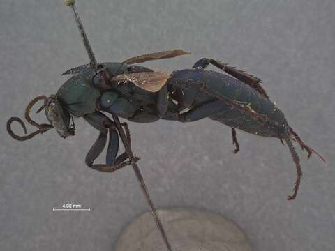 صورة Psorthaspis coelestis Bradley 1944