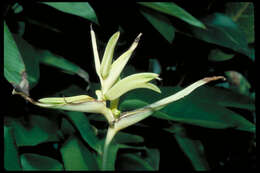 Image of <i>Heliconia calatheiphylla</i>