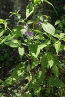 Image of wild blue phlox