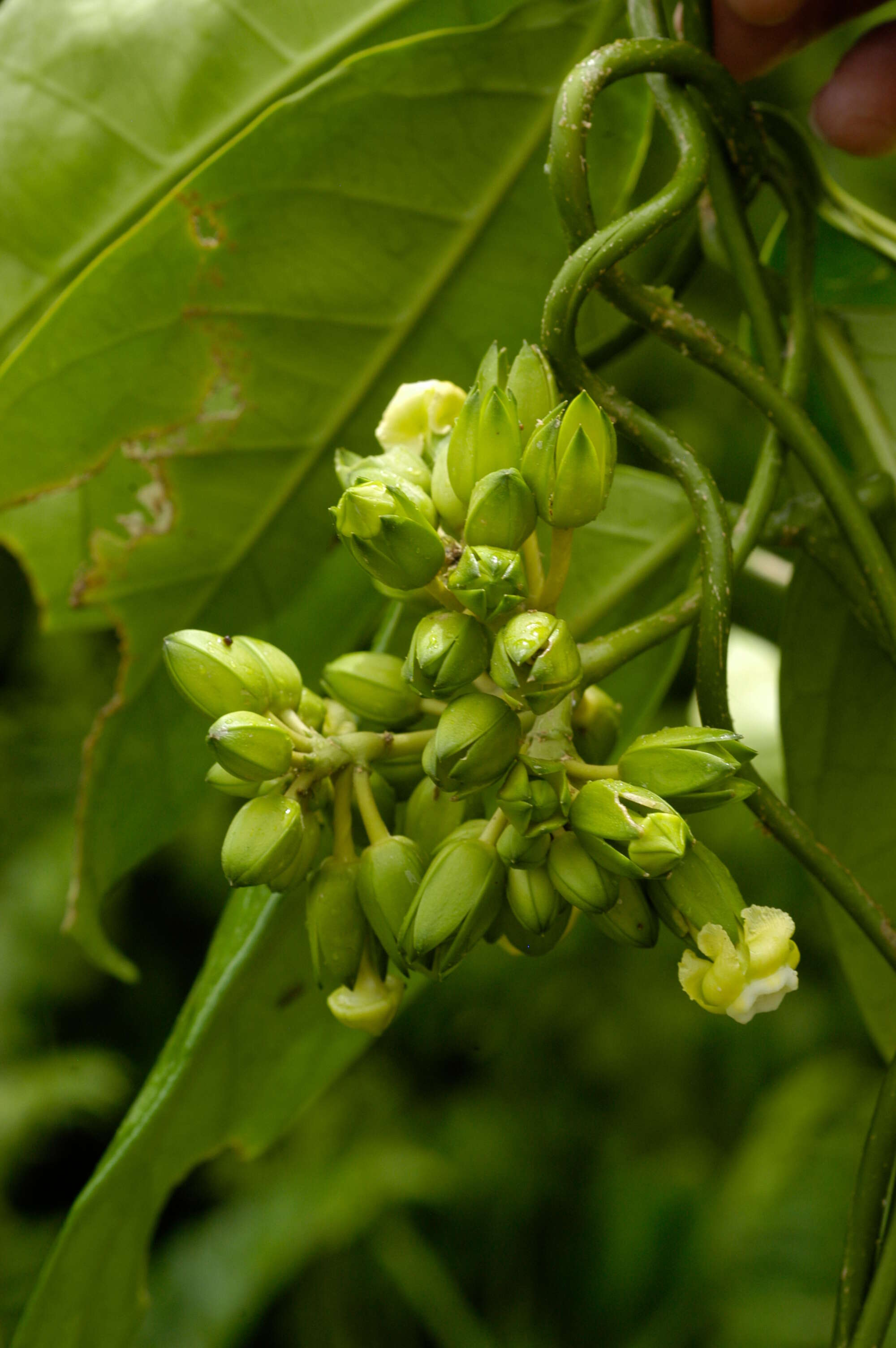 Image of Apocynaceae