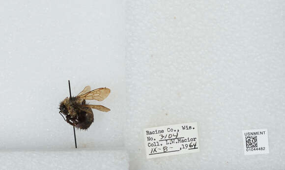 Слика од Bombus affinis Cresson 1864