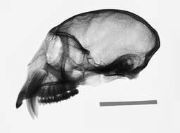 Image de Cercopithecus mitis stuhlmanni Matschie 1893