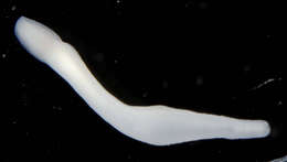 Image of Milky ribbon worm