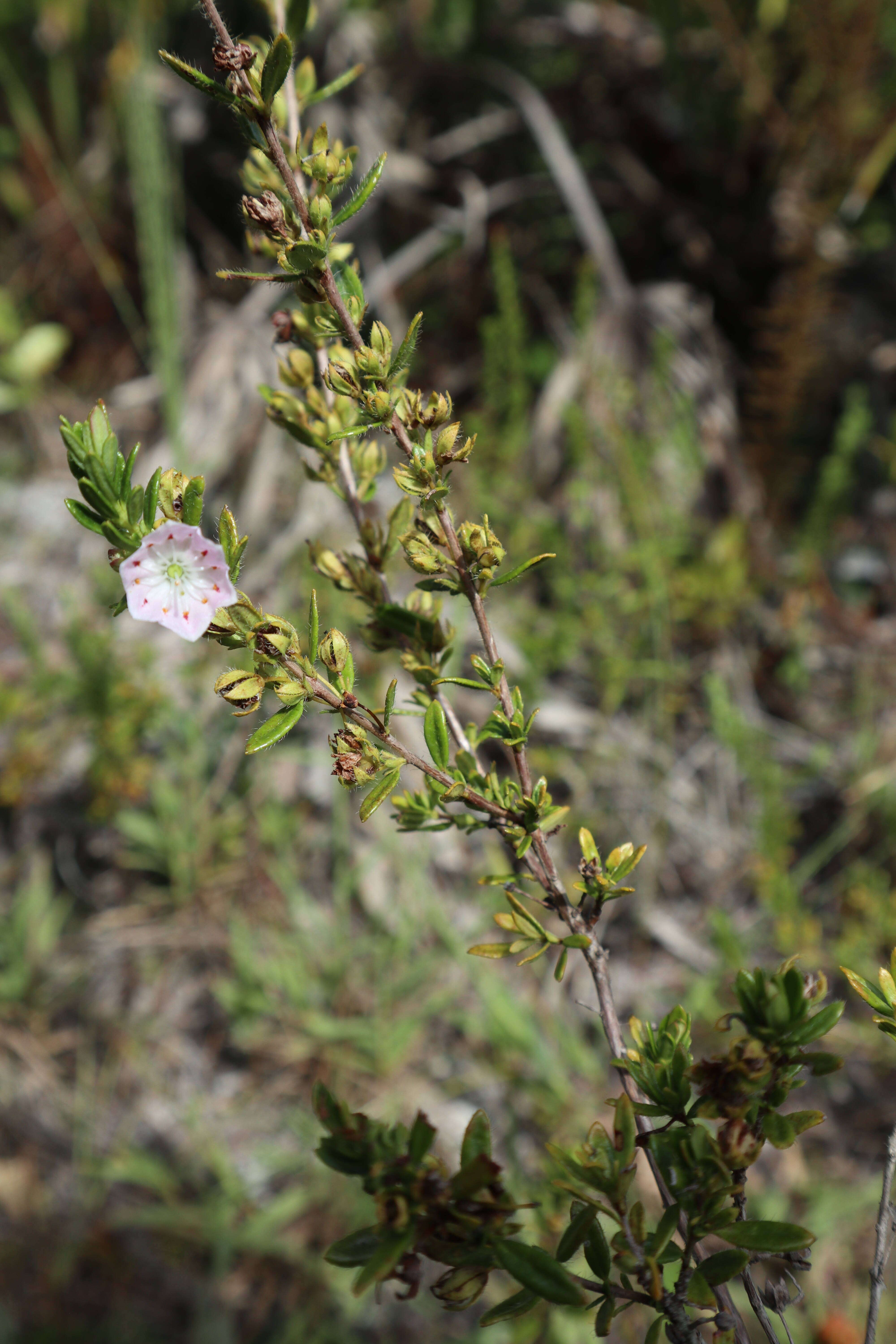 Image of hairy laurel