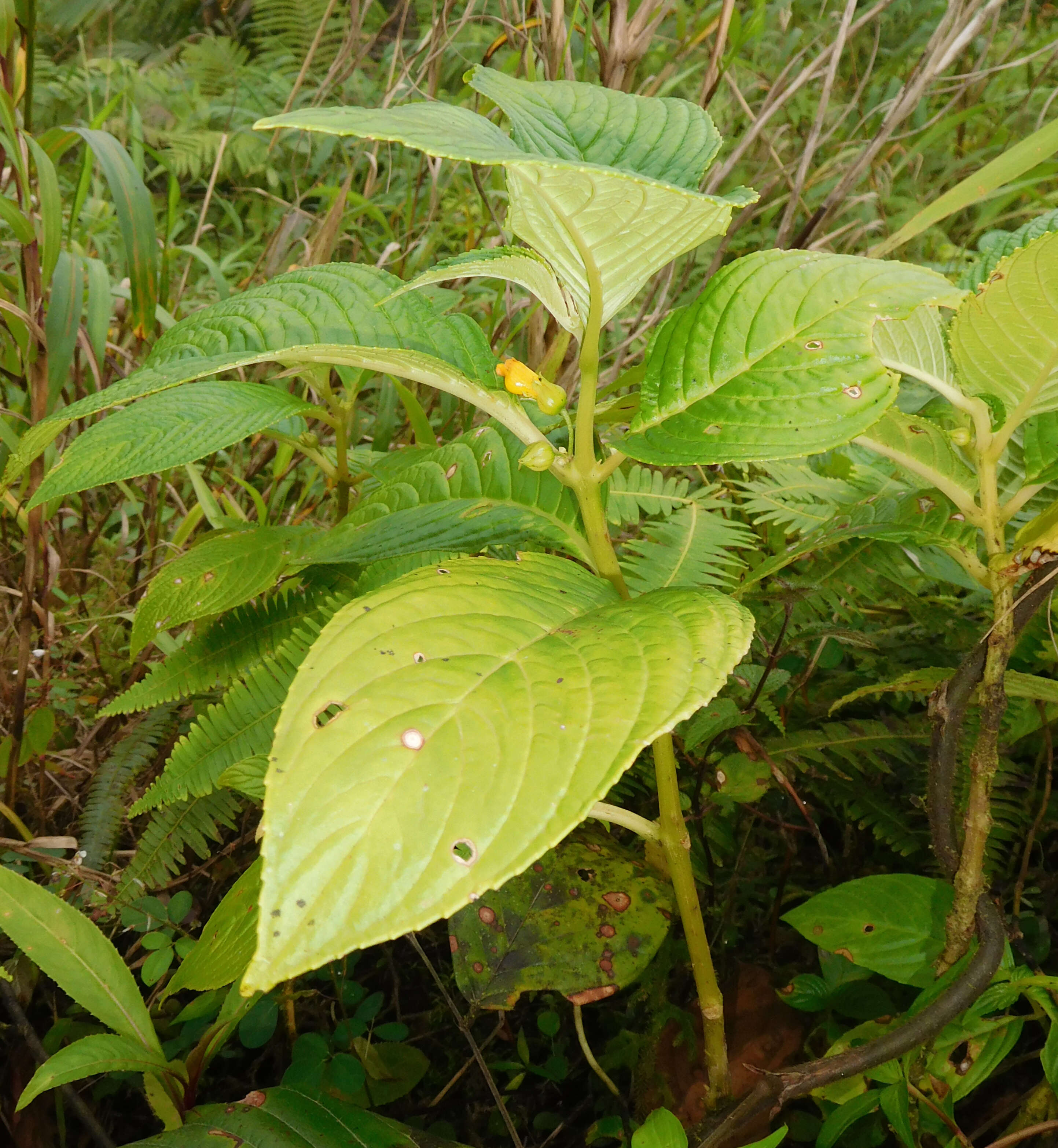 Image of Besleria lutea L.