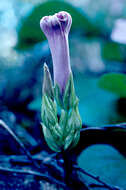 Image de Ipomoea setifera Poir.