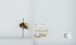 Image of Frigid Bumble Bee