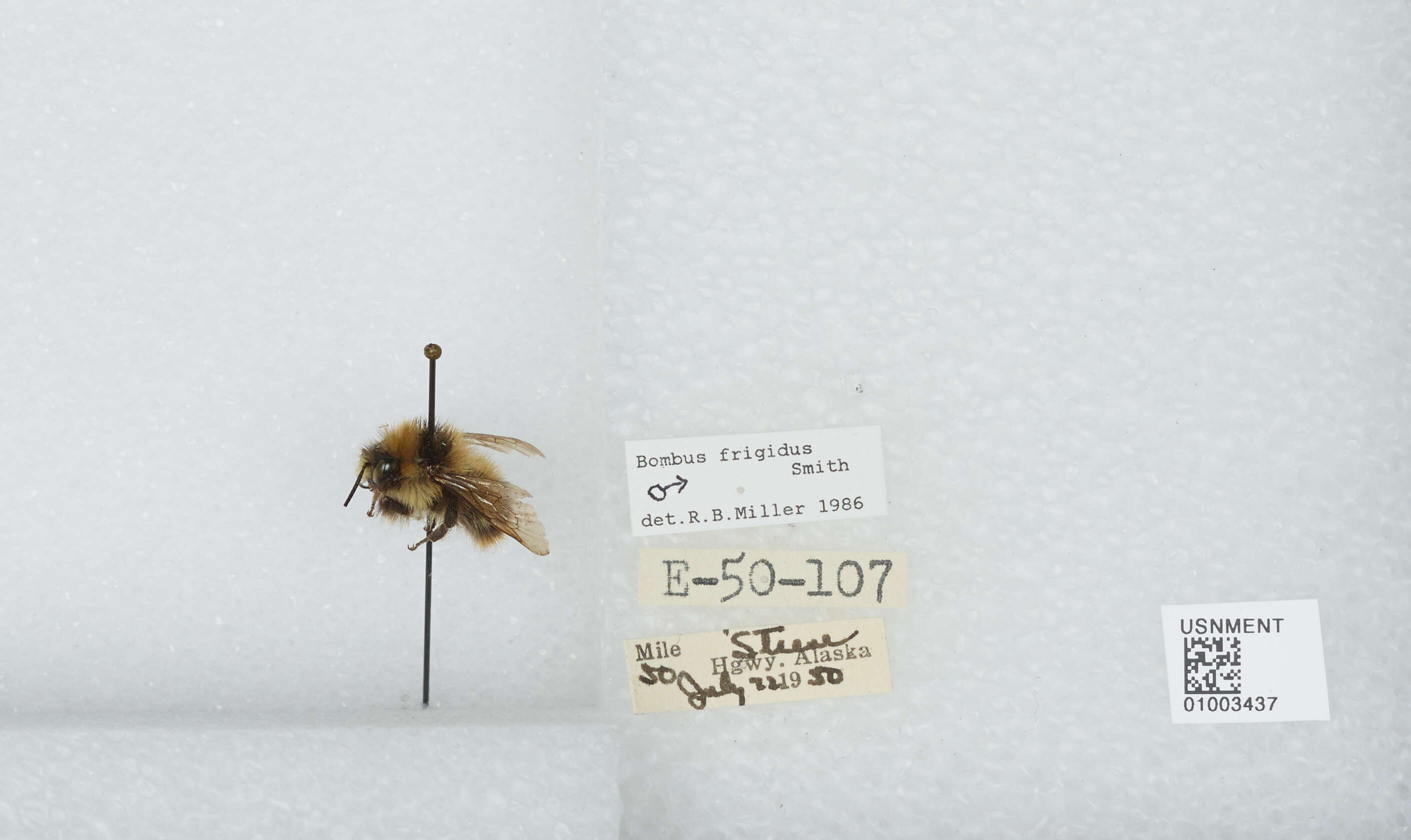 Image of Frigid Bumble Bee