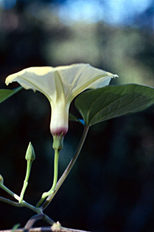 صورة Ipomoea ochracea (Lindl.) G. Don