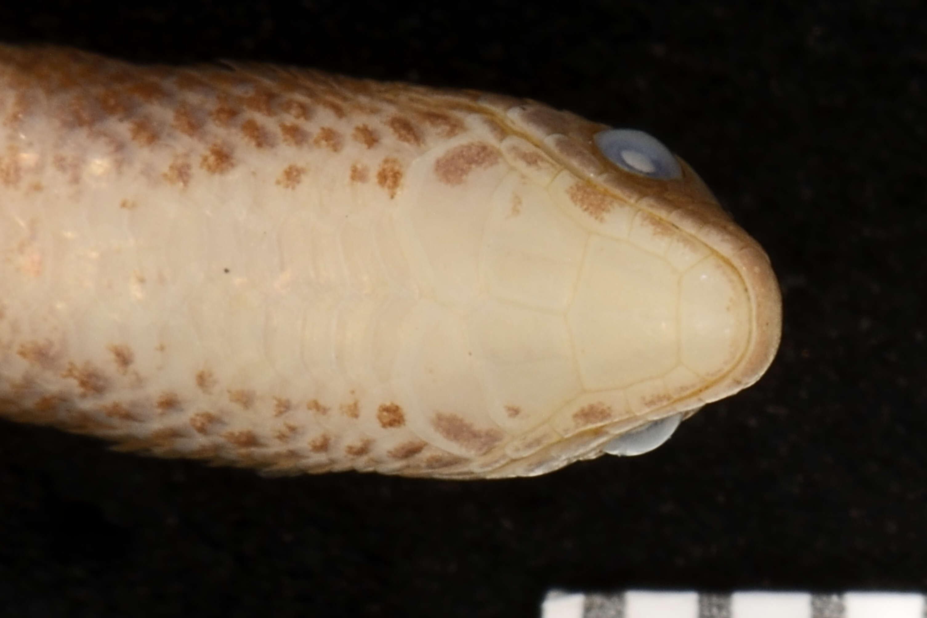 Image of Golden Spectacled Tegu