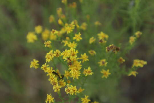 Plancia ëd Euthamia caroliniana (L.) Greene ex Porter & Britt.