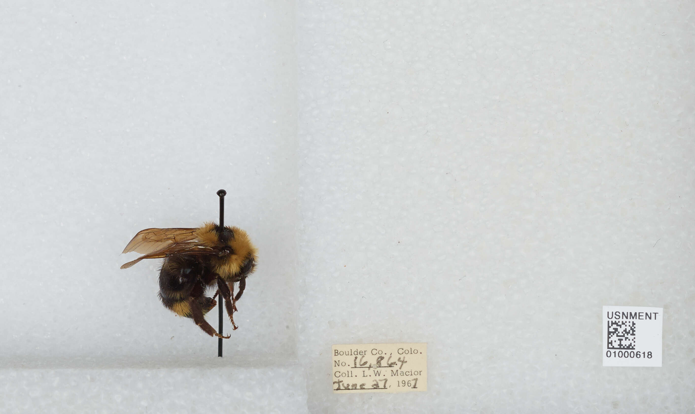 Image de Bombus insularis (Smith 1861)