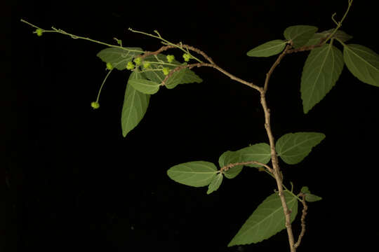 Acalypha flagellata Millsp.的圖片