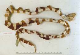 Image of Lampropeltis getula (Linnaeus 1766)