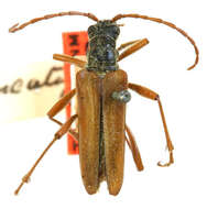 Image of Stenocorus truncatulus Casey 1913