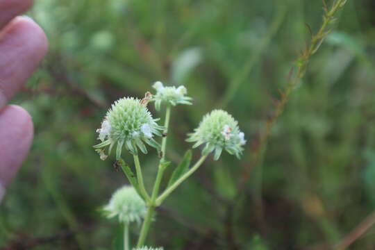 Image of clustered bushmint