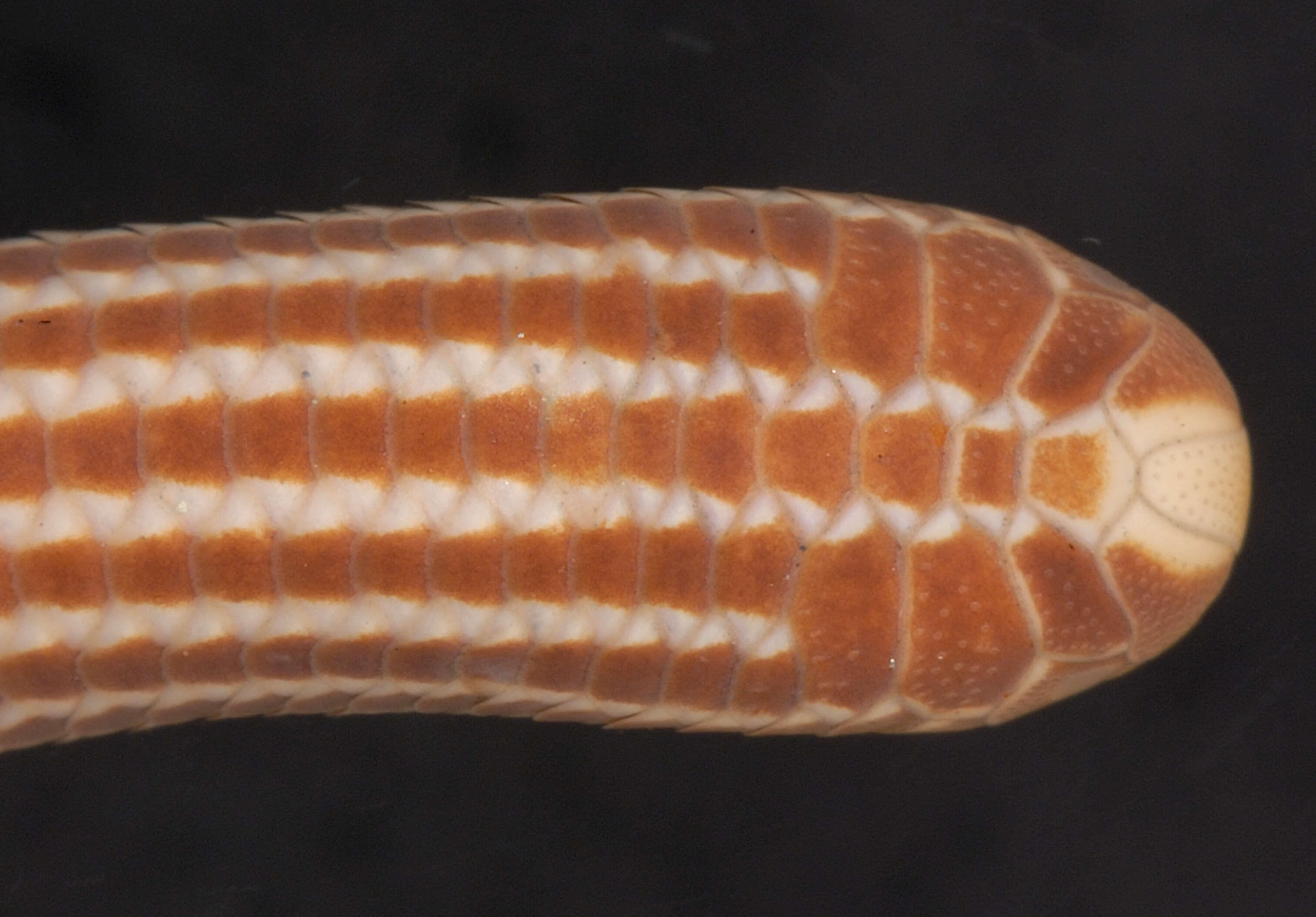 Image of Epictia striatula (Smith & Laufe 1945)