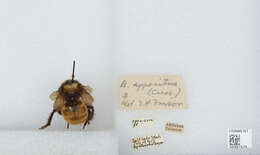 Imagem de Bombus appositus Cresson 1879