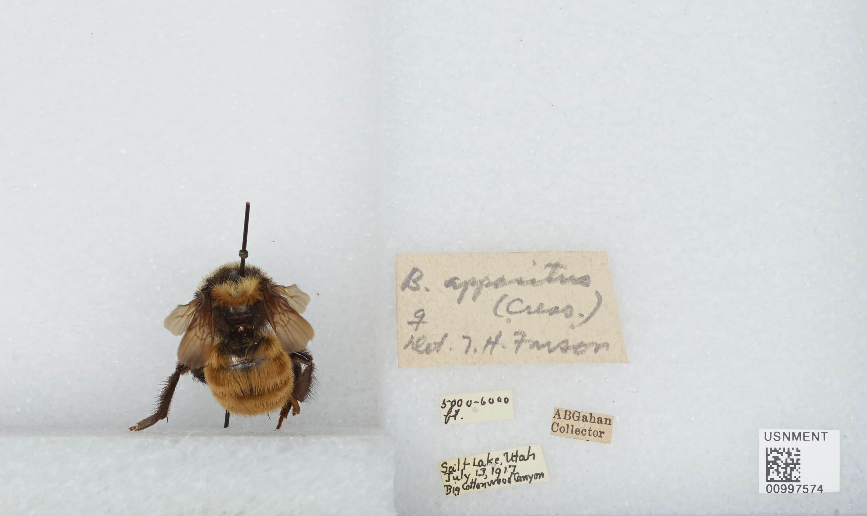 Imagem de Bombus appositus Cresson 1879