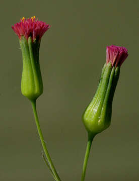 Image of Florida tasselflower