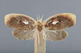 Image of Agriocoma miltopa Meyrick 1912