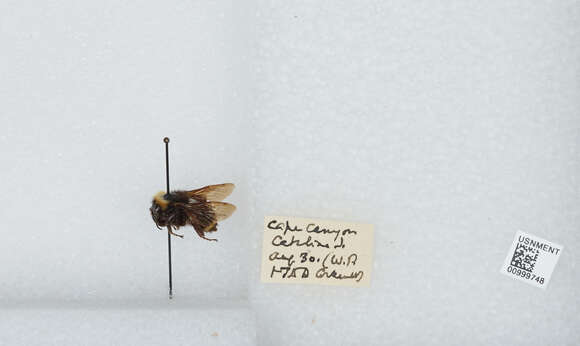 Image de Bombus medius Cresson 1864