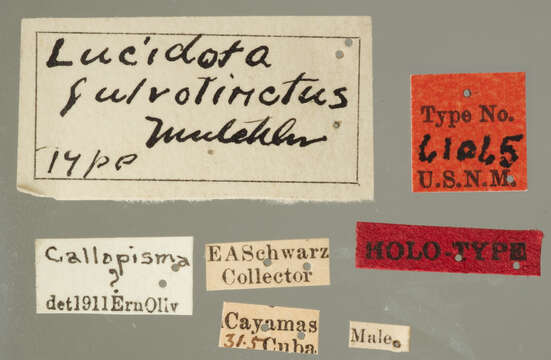 Imagem de Lucidota fulvotincta Mutchler 1923