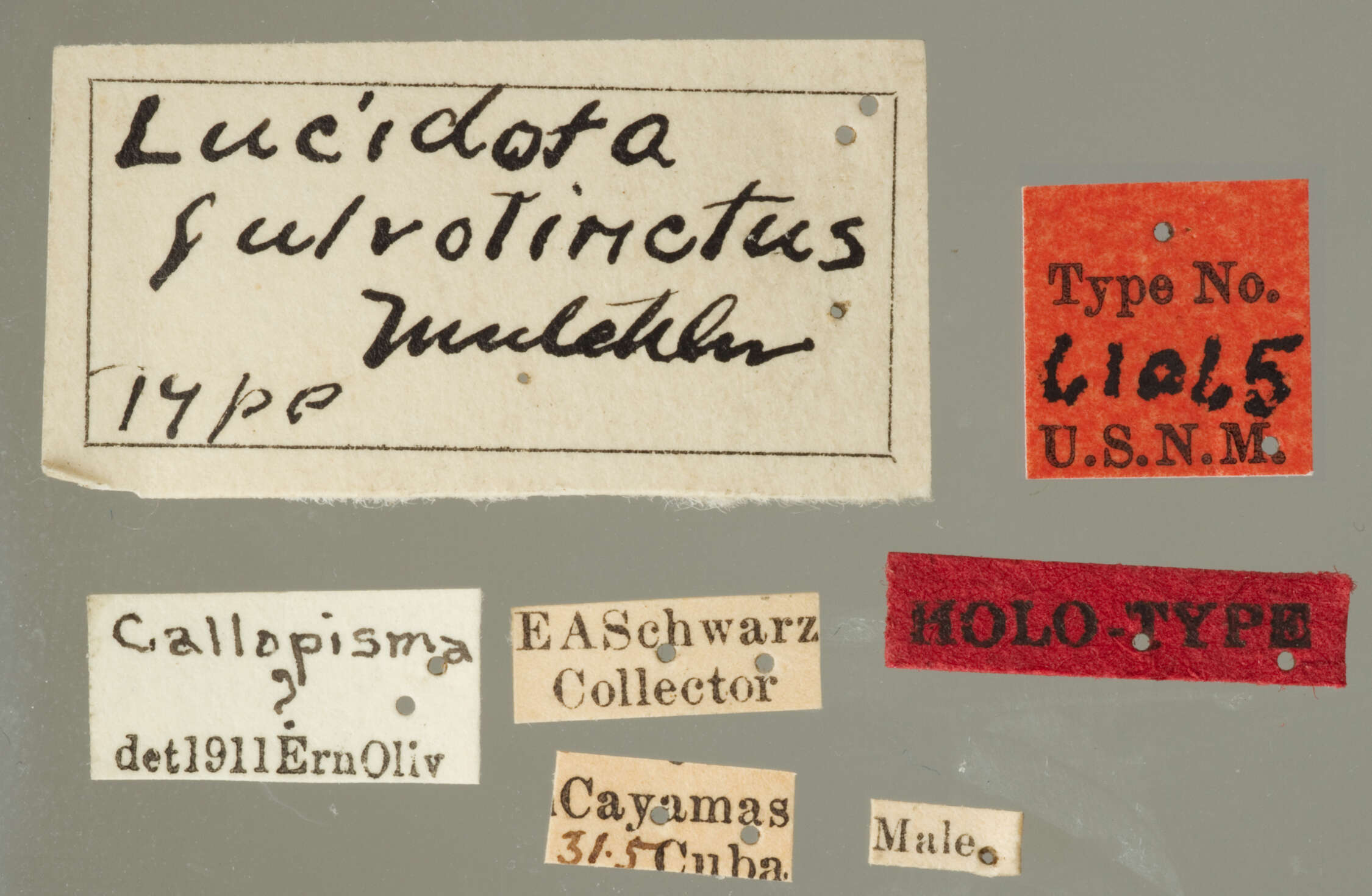 Imagem de Lucidota fulvotincta Mutchler 1923