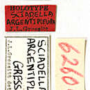 Image de Miaenia (Estoliops) argentipleura (Gressitt 1956)