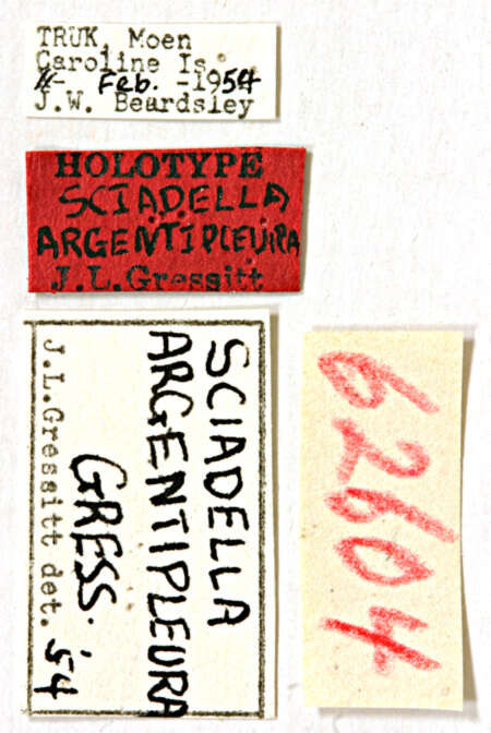 Image of Miaenia (Estoliops) argentipleura (Gressitt 1956)