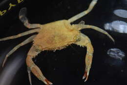 Image of <i>Thalamita integra</i>