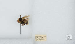 Image of Frigid Bumble Bee