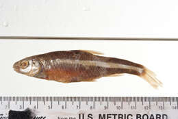 Image of Spottail Shiner